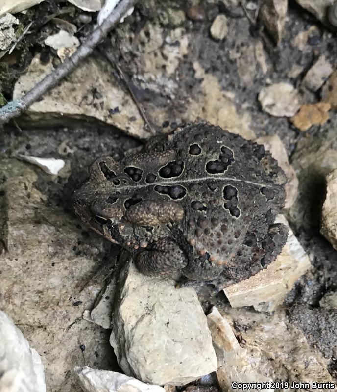 Fowler's Toad (Anaxyrus fowleri)