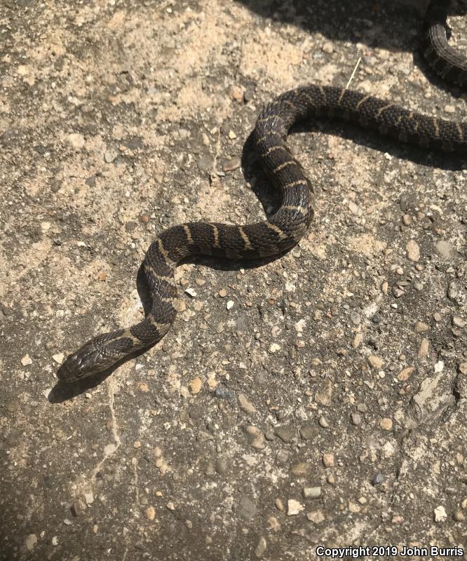 Northern Watersnake (Nerodia sipedon sipedon)