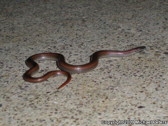 Sharp-tailed Snake (Contia tenuis)