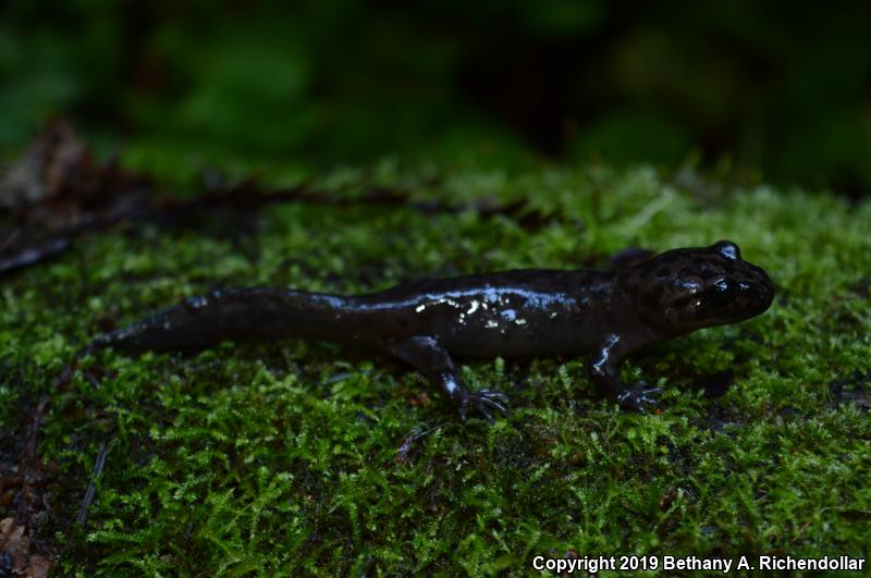 California Giant Salamander (Dicamptodon ensatus)