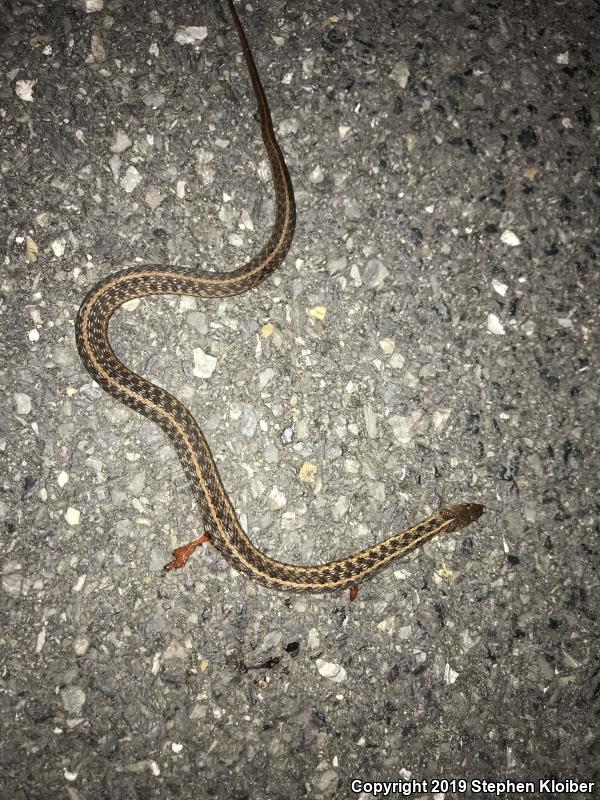 Eastern Gartersnake (Thamnophis sirtalis sirtalis)