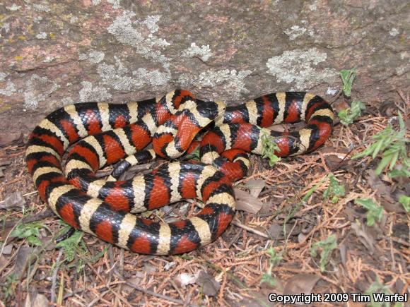 Arizona Mountain Kingsnake (Lampropeltis pyromelana pyromelana)