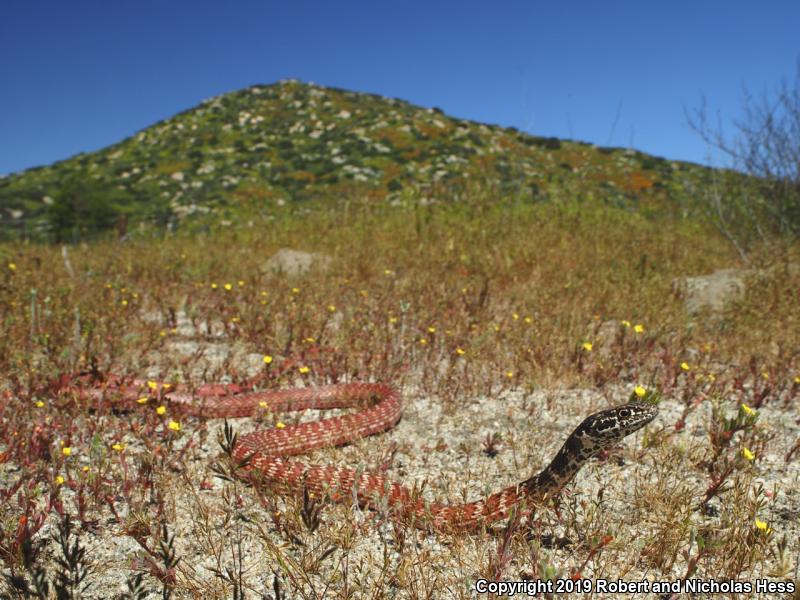 Red Racer (Coluber flagellum piceus)