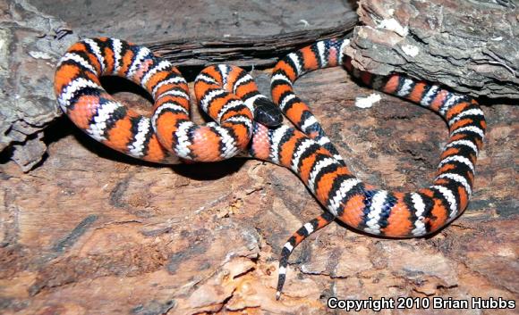 San Bernardino Mountain Kingsnake (Lampropeltis zonata parvirubra)