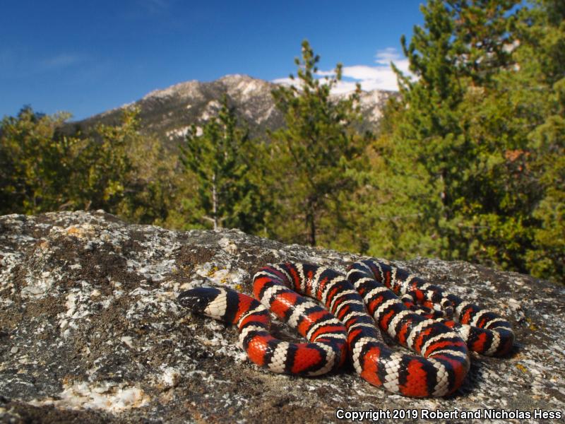 San Bernardino Mountain Kingsnake (Lampropeltis zonata parvirubra)