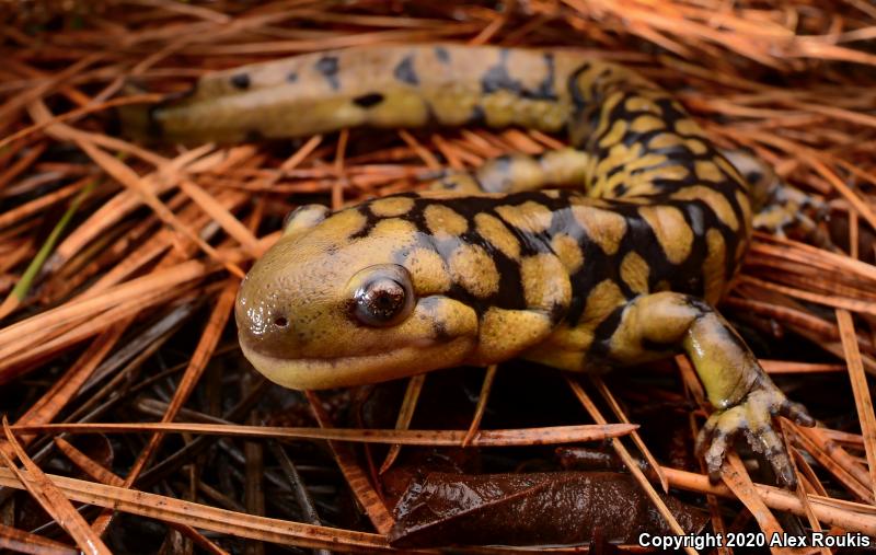 Eastern Tiger Salamander (Ambystoma tigrinum)