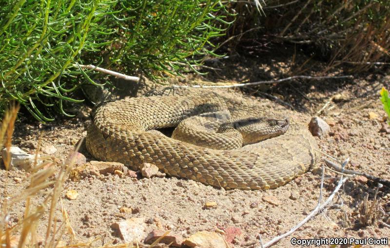 Great Basin Rattlesnake (Crotalus oreganus lutosus)