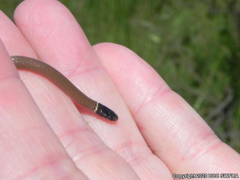 Western Black-headed Snake (Tantilla planiceps)