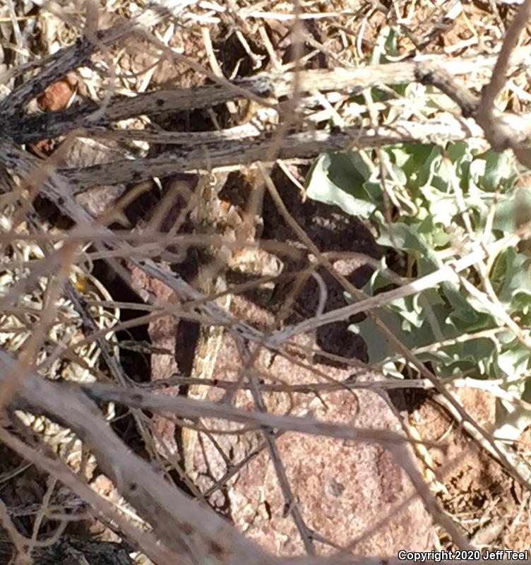 Western Side-blotched Lizard (Uta stansburiana elegans)