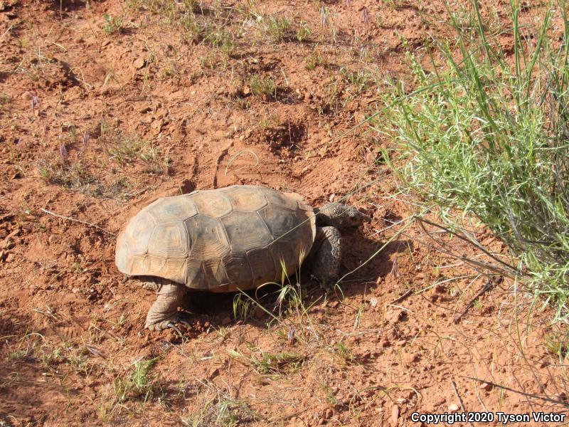 Desert Tortoise (Gopherus agassizii)