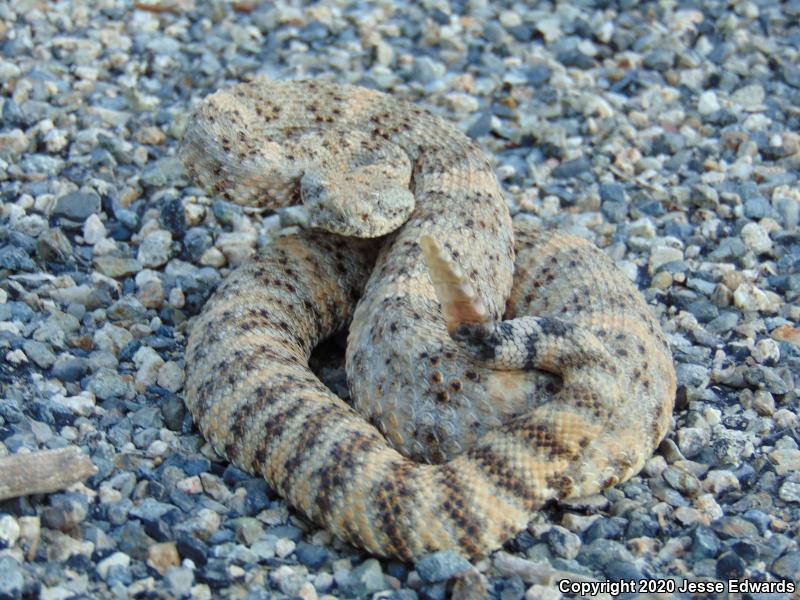 Speckled Rattlesnake (Crotalus mitchellii)