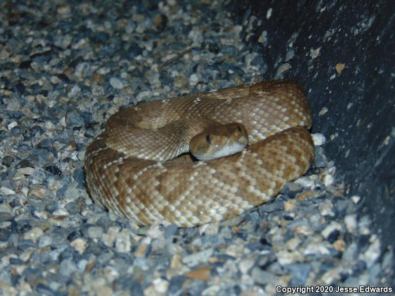 Red Diamond Rattlesnake (Crotalus ruber)