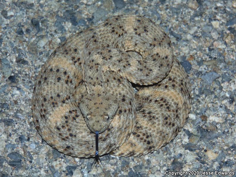 Speckled Rattlesnake (Crotalus mitchellii)