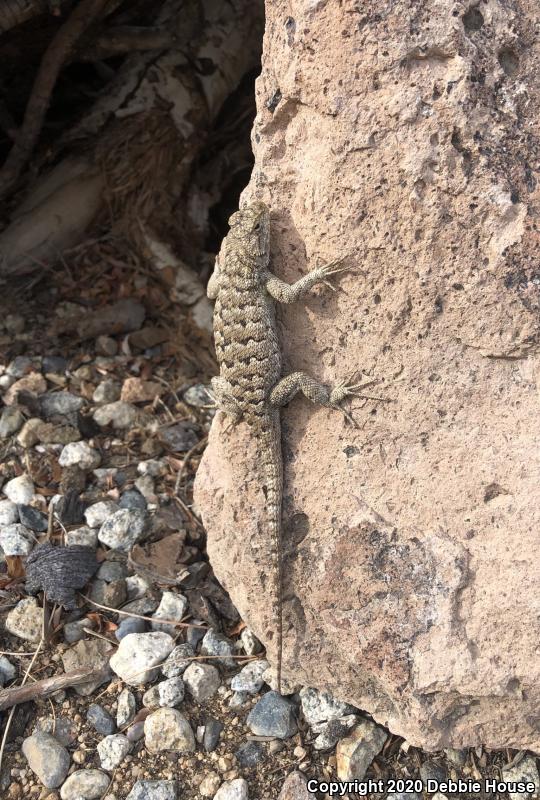 Great Basin Fence Lizard (Sceloporus occidentalis longipes)