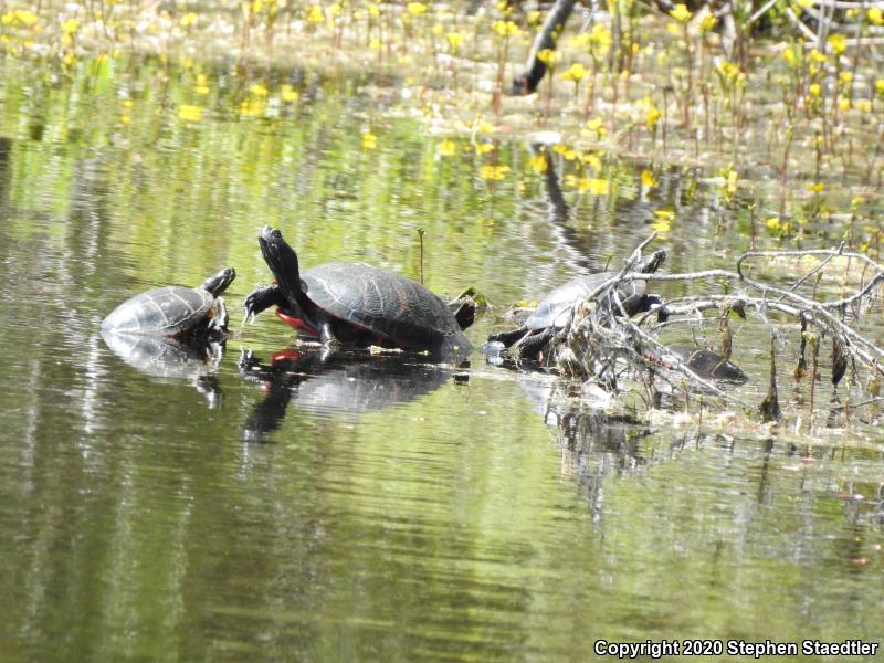 Northern Red-bellied Cooter (Pseudemys rubriventris)