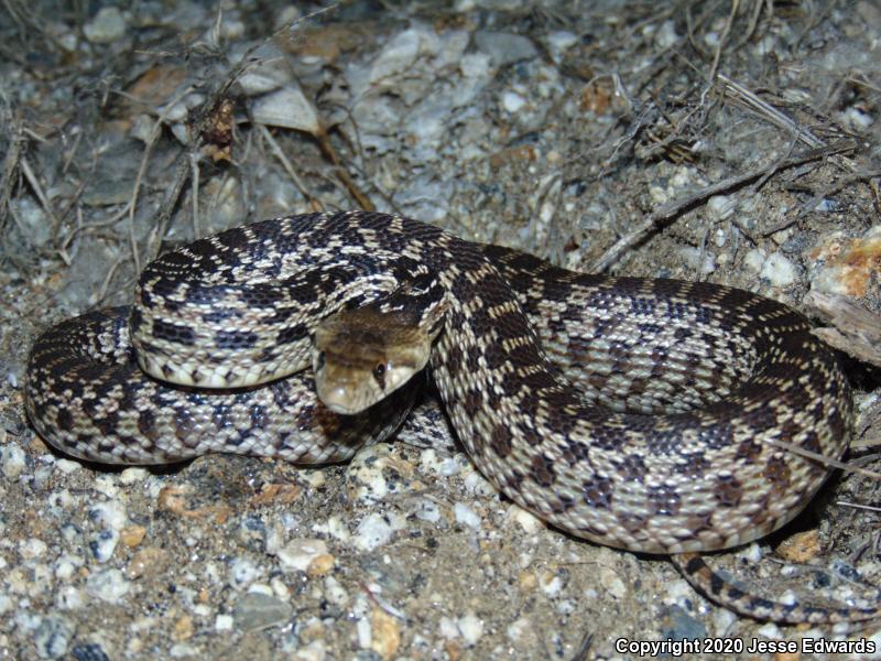 San Diego Gopher Snake (Pituophis catenifer annectens)