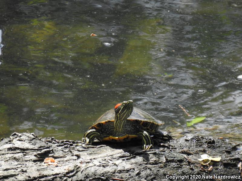 Red-eared Slider (Trachemys scripta elegans)