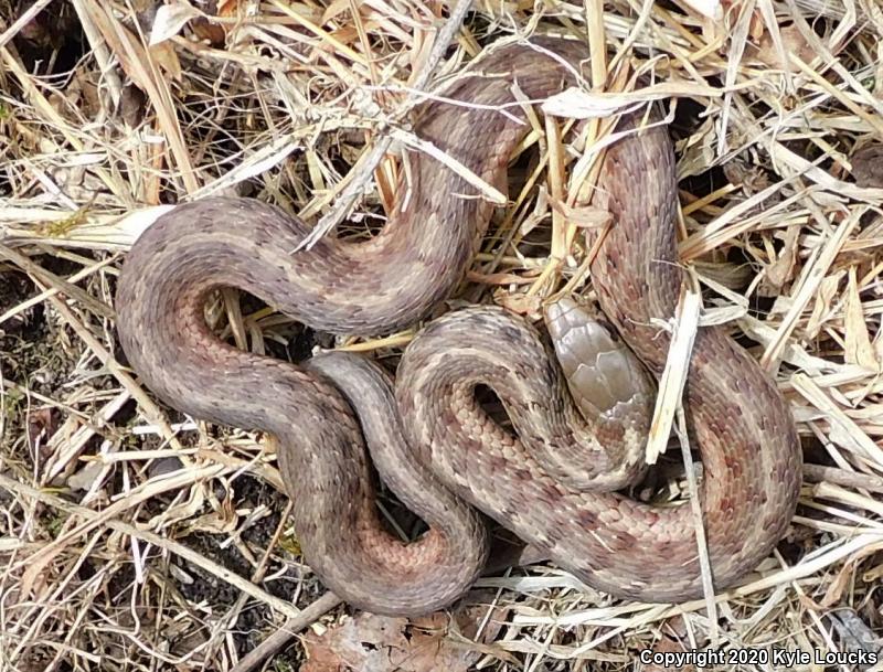 Eastern Gartersnake (Thamnophis sirtalis sirtalis)