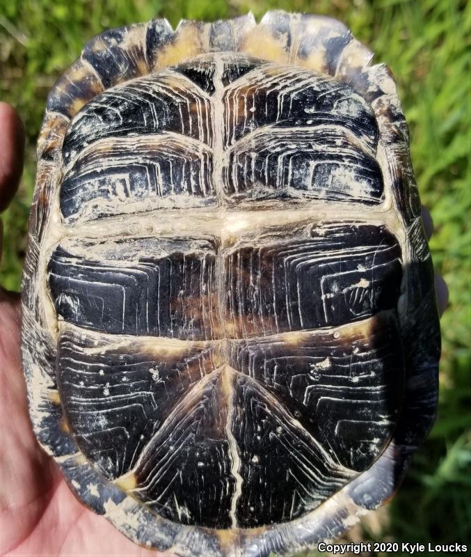 Eastern Box Turtle (Terrapene carolina carolina)