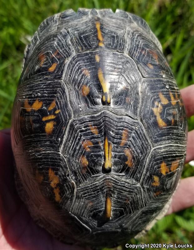 Eastern Box Turtle (Terrapene carolina carolina)