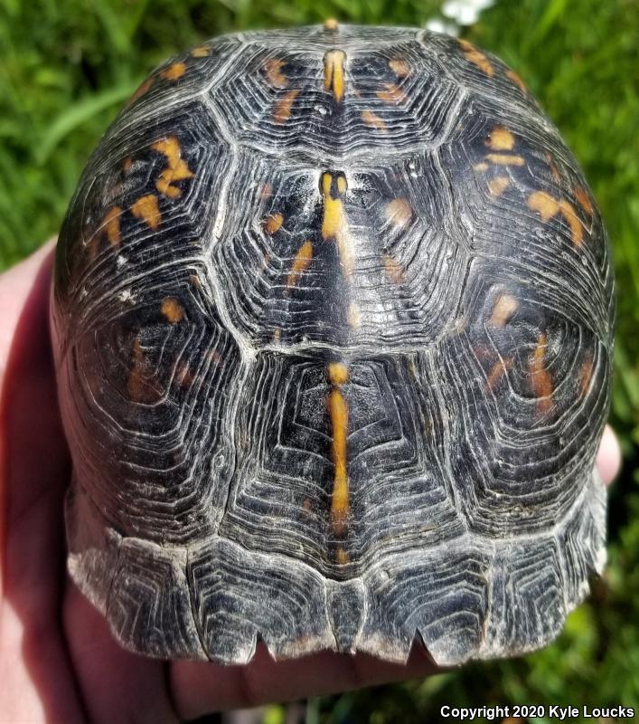 Eastern Box Turtle (Terrapene carolina carolina)