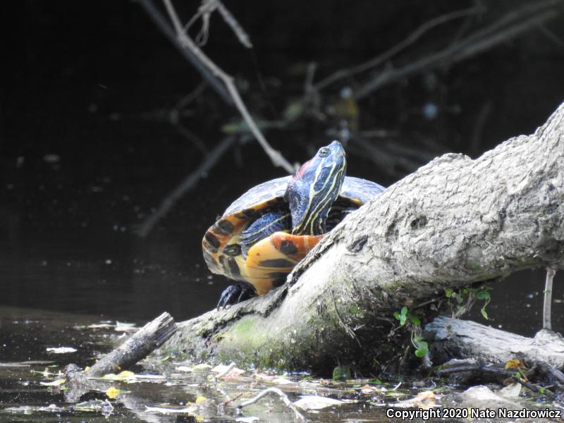 Red-eared Slider (Trachemys scripta elegans)