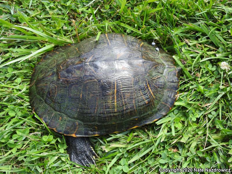 Red-eared Slider (Trachemys scripta elegans)