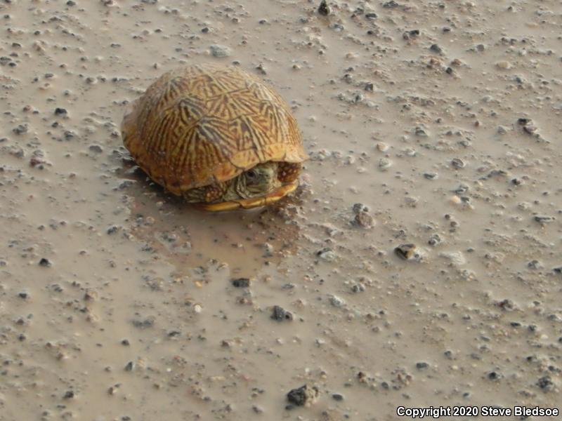 Desert Box Turtle (Terrapene ornata luteola)