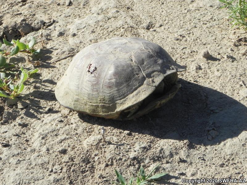 Desert Box Turtle (Terrapene ornata luteola)