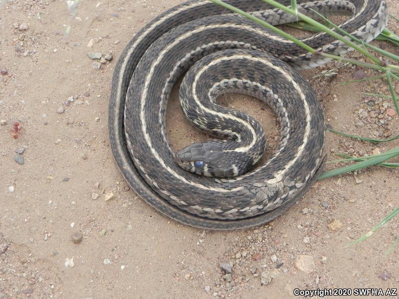 Checkered Gartersnake (Thamnophis marcianus marcianus)