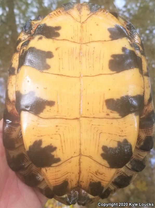 Wood Turtle (Glyptemys insculpta)