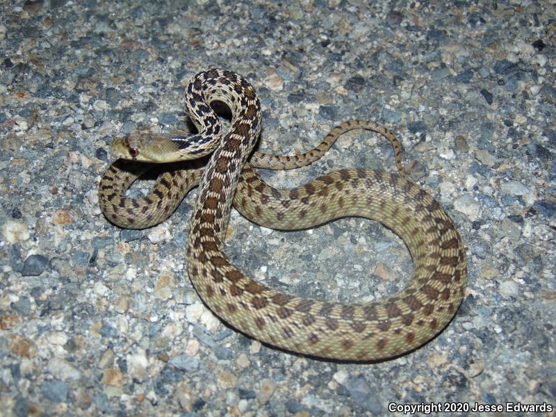 San Diego Gopher Snake (Pituophis catenifer annectens)