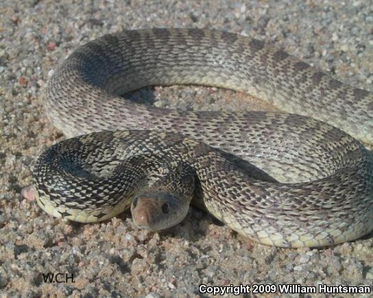 The Snakes of Eastern Colorado - Major DUW!!!!!! - Field Herp Forum