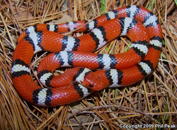 Scarlet Kingsnake (Lampropeltis triangulum elapsoides)