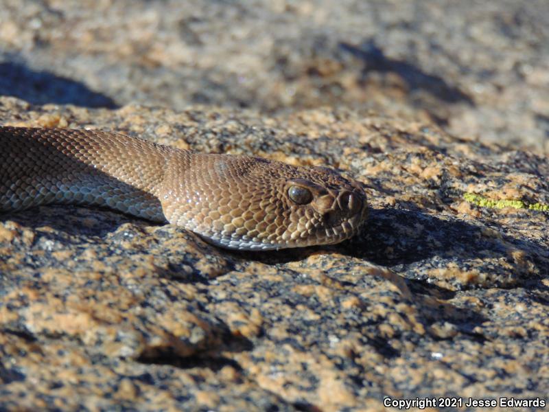 Red Diamond Rattlesnake (Crotalus ruber)