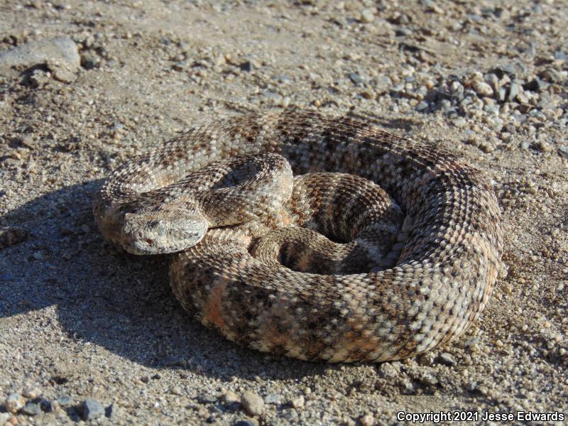 Speckled Rattlesnake (Crotalus mitchellii)