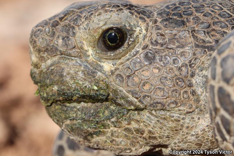 Desert Tortoise (Gopherus agassizii)