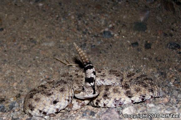 Colorado Desert Sidewinder (Crotalus cerastes laterorepens)