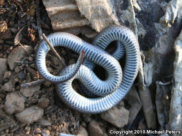 Sharp-tailed Snake (Contia tenuis)