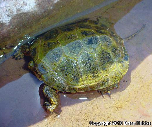 Western Pond Turtle (Actinemys marmorata)