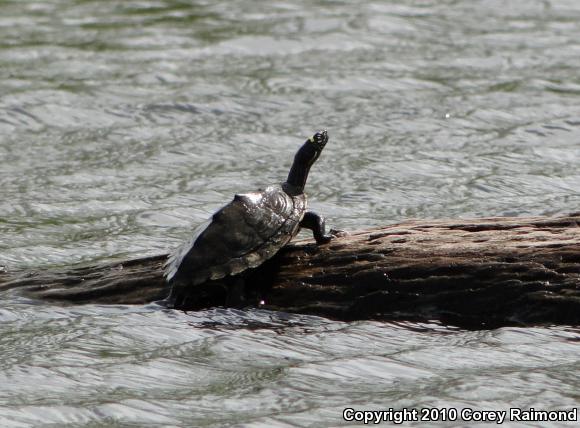 Ouachita Map Turtle (Graptemys ouachitensis ouachitensis)