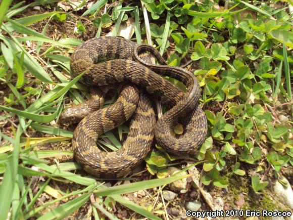 Northern Watersnake (Nerodia sipedon sipedon)