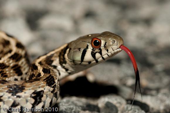 Checkered Gartersnake (Thamnophis marcianus marcianus)