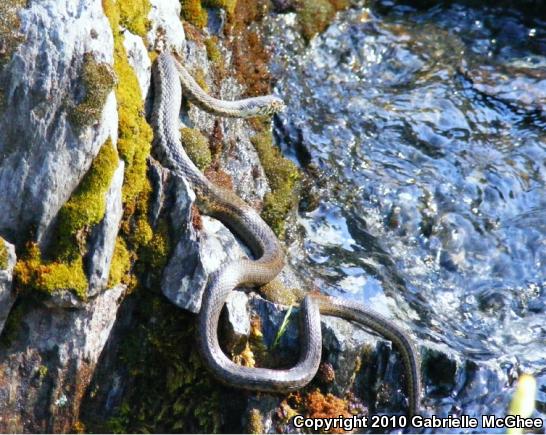 Sierra Gartersnake (Thamnophis couchii)