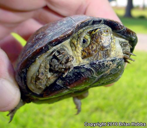 Mississippi Mud Turtle (Kinosternon subrubrum hippocrepis)