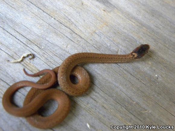 Northern Red-bellied Snake (Storeria occipitomaculata occipitomaculata)