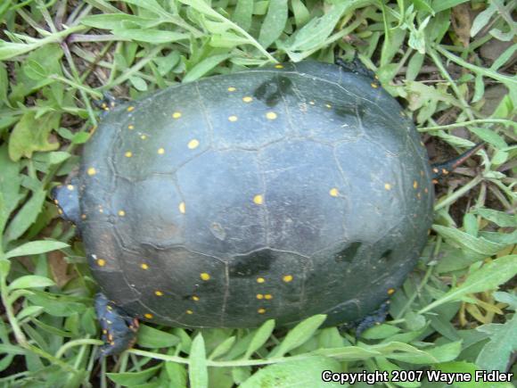 Spotted Turtle (Clemmys guttata)