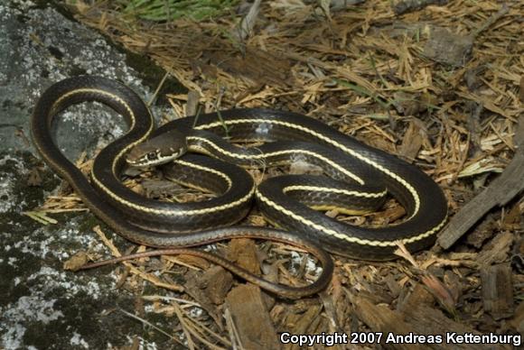 California Striped Racer (Coluber lateralis lateralis)