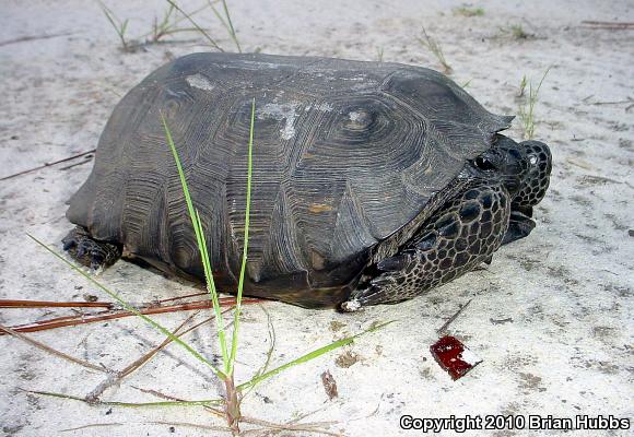 Gopher Tortoise (Gopherus polyphemus)