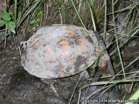 Eastern Box Turtle (Terrapene carolina carolina)